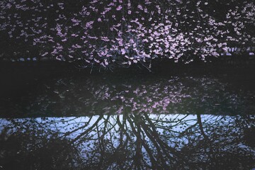 湖面に写った美しい桜。湖面に桜の花びらが散っている。