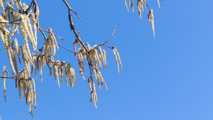 Blooming alder with long inflorescences in early spring against a blue sky