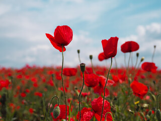 Precioso campo de amapolas en primavera