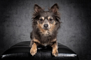 Portrait Hund auf Hocker mit Leckerlie essen und grauem Hintergrund
