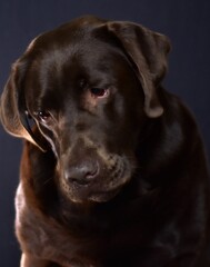 portrait of brown labrador on black background