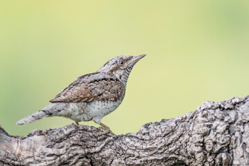 A bizarre and unmistakable woodpecker, the Eurasian wryneck (Jynx torquilla)
