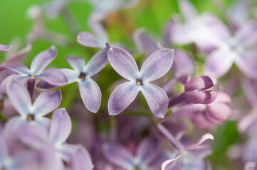 close up of star-like lilac or syringa vulgaris blossoms with varied green bokeh background - landscape orientation