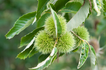 chestnut burrs with long and fine spines on branches