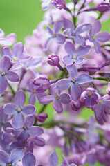 field of delicately lit lilac or syringa vulgaris blossoms against a light green bokeh background - portrait orientation