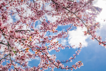 Beautiful flowering Japanese cherry. Background with flowers on a spring day. Beautiful nature springtime template, blossoms . Freshness, romantic tranquility nature landscape, spring blooming floral