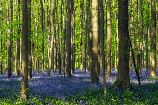 The enchanted blue forest. Hallerbos, Belgium. The bluebells, which bloom around mid-April, create a beautiful purple carpet. The giant Sequoia trees are present in the forest.