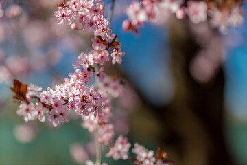Beautiful flowering Japanese cherry. Background with flowers on a spring day. Beautiful nature springtime template, blossoms . Freshness, romantic tranquility nature landscape, spring blooming floral
