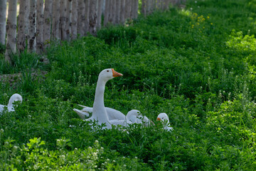 White geese in green grass on a walk in the field