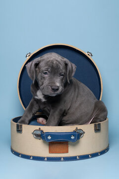Purebred American Bully or Bulldog pup with blue and white fur sitting in a suitcase against blue