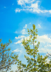 top tree branch in the sky, cloudy sky behind.