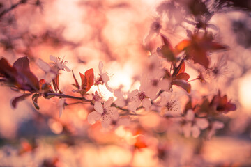 Dream floral garden. Magical wonderful stunning spring flowers. Sunset sunrise cherry blossom closeup, relax tranquil nature macro. Blurred tree with sky and romantic colors. Blooming romantic nature