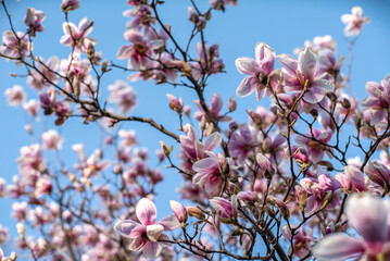 Suland magnolia flower in the garden at sunrise. Beautiful spring day.