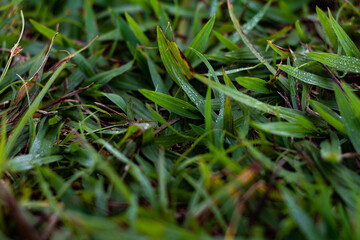 green grass