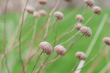 tan-coloured dried flower seed heads on a vivid grassy background 