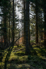 Fototapety na wymiar - Fototapeta24.pl