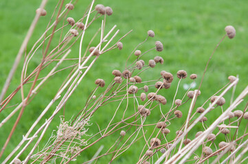 tan-coloured dried flower seed heads on a vivid grassy background 