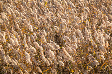 Beautiful reeds of Eulsukdo Island, Busan, South Korea shaking in the wind.