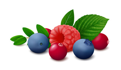 Mix of wild berries - raspberry, blueberry and cranberry with leaves isolated on white background. Realistic vector illustration. © Murina Natalia