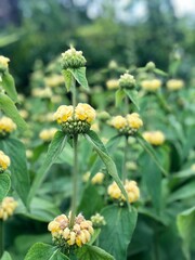 Beautiful yellow west indian lantana ready to bloom