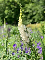 Beautiful Lupinus flower, commonly known as lupin or lupine