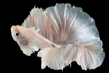 Obraz premium Beautiful movement of white Betta fish, Siamese fighting fish, Betta splendens of Thailand isolated on black background. (Ikan Cupang)