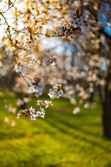 Beautiful flowering Japanese cherry. Blur bokeh flowers on a spring day. Beautiful nature springtime template, blossoms . Freshness, romantic tranquility nature landscape, spring blooming floral