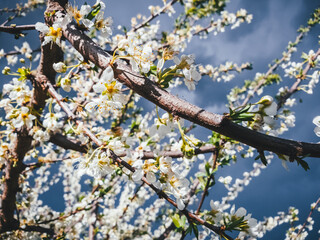 Cherry blossoms bloom in spring