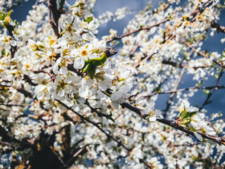 Cherry blossoms bloom in spring
