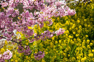 河津桜と菜の花　千葉県市川市　日本