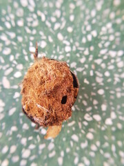 Deanolis albizonalis (mango seed borer) injured on  gandaria fruit.