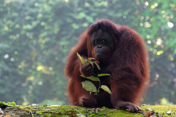 Orangutan is having a snack.