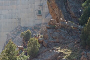 bighorn sheep lounge in the shadow of a massive cement dam at golden hour