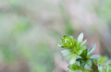 Fototapeta na wymiar Macro photo of a young small green plant in the middle of spring