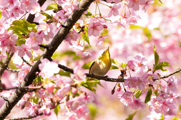 河津桜とメジロ　千葉県市川市　日本