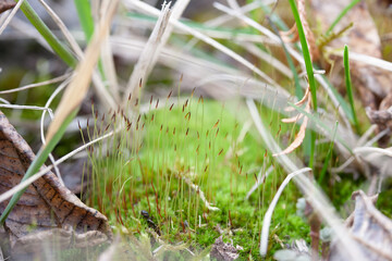 Moss blooming on stones among dry grass in mid-spring