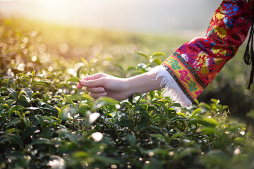 Woman hand picking tea leaf in organic green tea farm with the sunshine day.