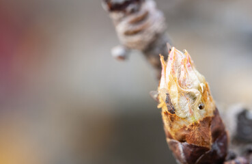 Small ginger insect on a young pear bud in mid-spring