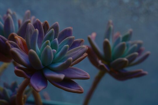Artistic succulents background of succulent plant foilage, beautiful Graptoveria close-up, a natural pattern and textured backdrop for decoration, wallpaper, floral print, card, ad, etc. 