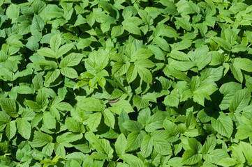 green leaves background