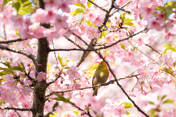 河津桜とメジロ　千葉県市川市　日本