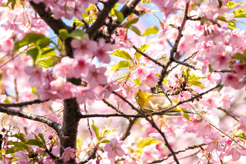 河津桜とメジロ　千葉県市川市　日本