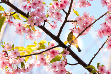 Obraz premium 河津桜とメジロ 千葉県市川市 日本