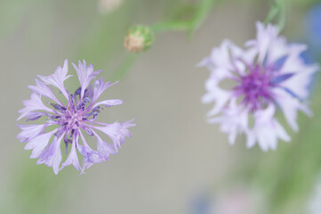 close up of pale violet and blue bachelor's buttons on a neutral warm grey bokeh background