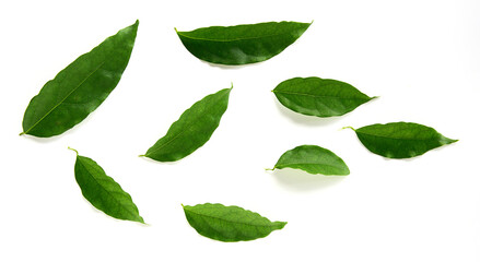 green leaf isolated on white background