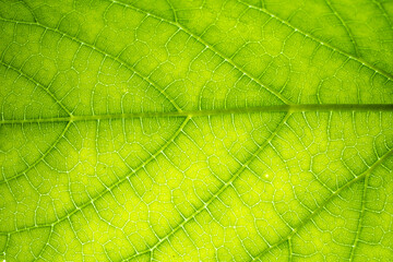 Background and texture: Macro of the green leaf highlights the cells and veins of a healthy leaf.