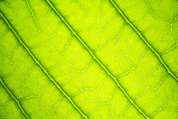 Background and texture: Macro of the green leaf highlights the cells and veins of a healthy leaf.