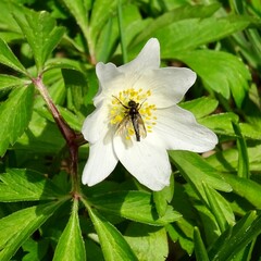 insect on white flower