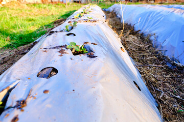 Application of modern technologies for growing strawberries. Drip irrigation is organized under a...
