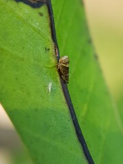 Mango leaf hopper injure ommango flower  and their fungi enemy in Viet Nam.
